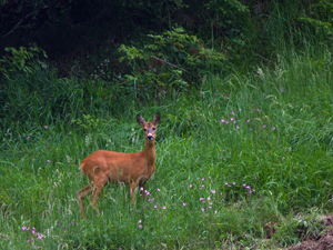 Capriolo 1