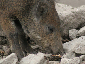 Cinghiale 2