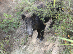 Cinghiale 4