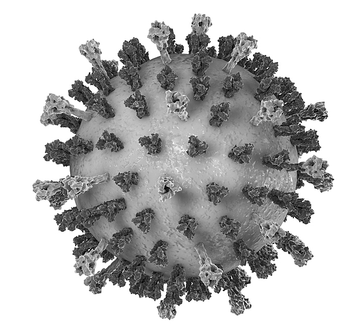 Measles Virus 2 Mbn